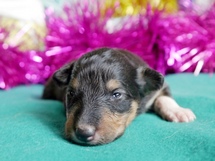 puppies