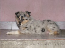 puppies