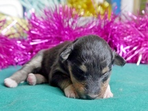 puppies