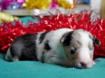 puppies