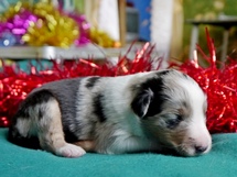 puppies
