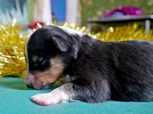 puppies