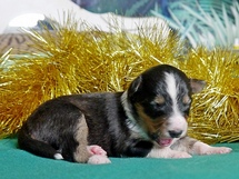 puppies