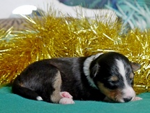 puppies