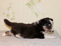 puppies