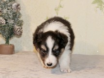 puppies