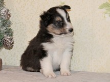 puppies