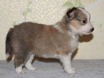 puppies