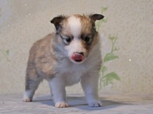 puppies