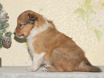 puppies