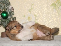 puppies