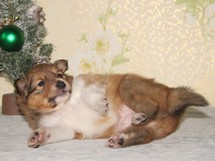 puppies