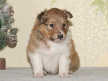 puppies