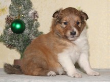 puppies
