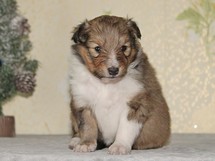 puppies