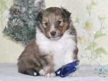 puppies