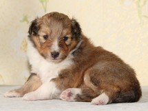 puppies