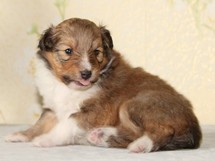 puppies