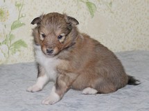 puppies