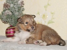 puppies
