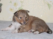 puppies