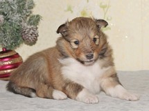 puppies