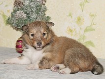 puppies