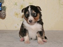 puppies