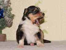 puppies