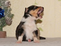 puppies