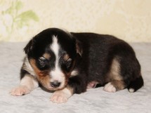 puppies