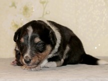 puppies