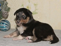 puppies