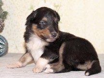 puppies