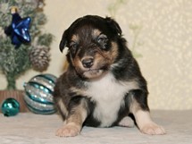 puppies