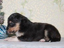 puppies