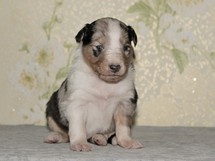 puppies