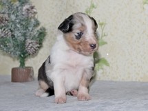 puppies