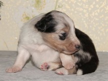 puppies