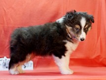 puppies