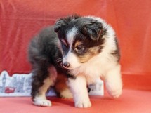 puppies