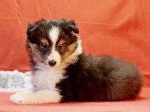 puppies