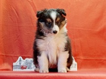 puppies