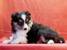 puppies