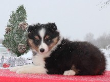 puppies