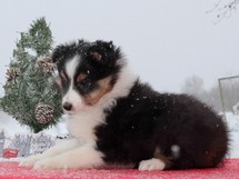 puppies