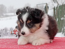 puppies