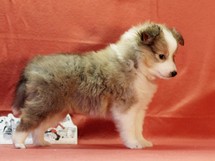 puppies
