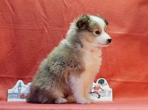 puppies
