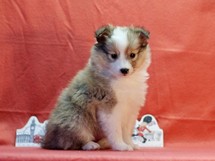 puppies